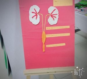 BİLGEDE BİLİM ŞENLİĞİ